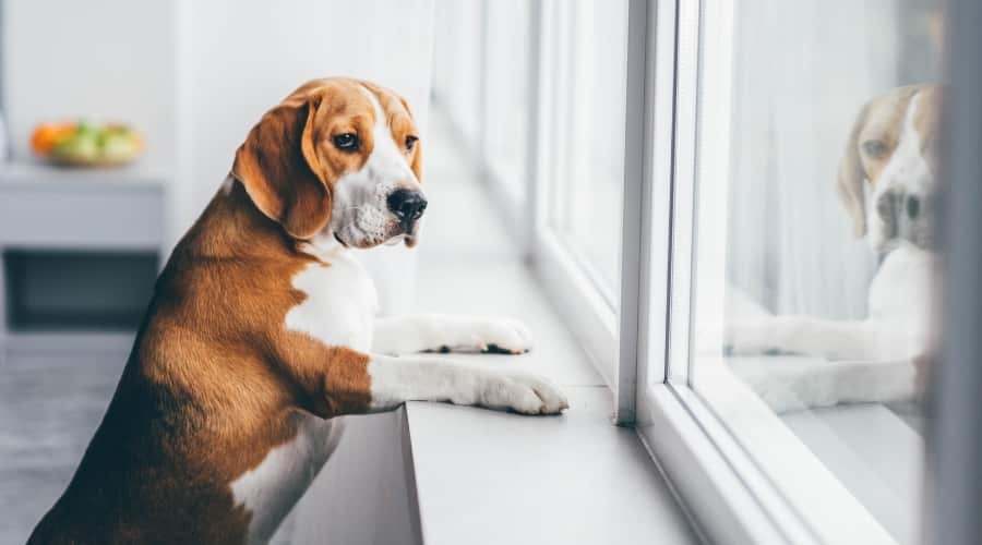 Beagle Looking Out of a Window