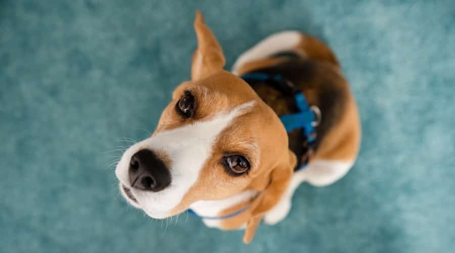 Beagle Looking Up at Camera