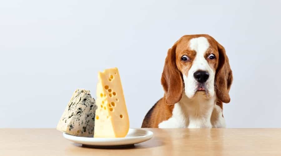 Beagle Looking at Plate of Food