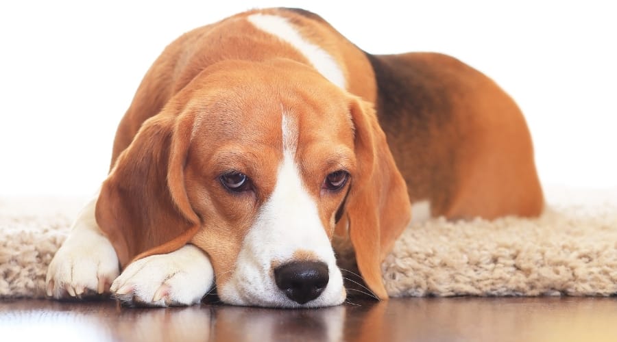 Beagle Lying on a Rug