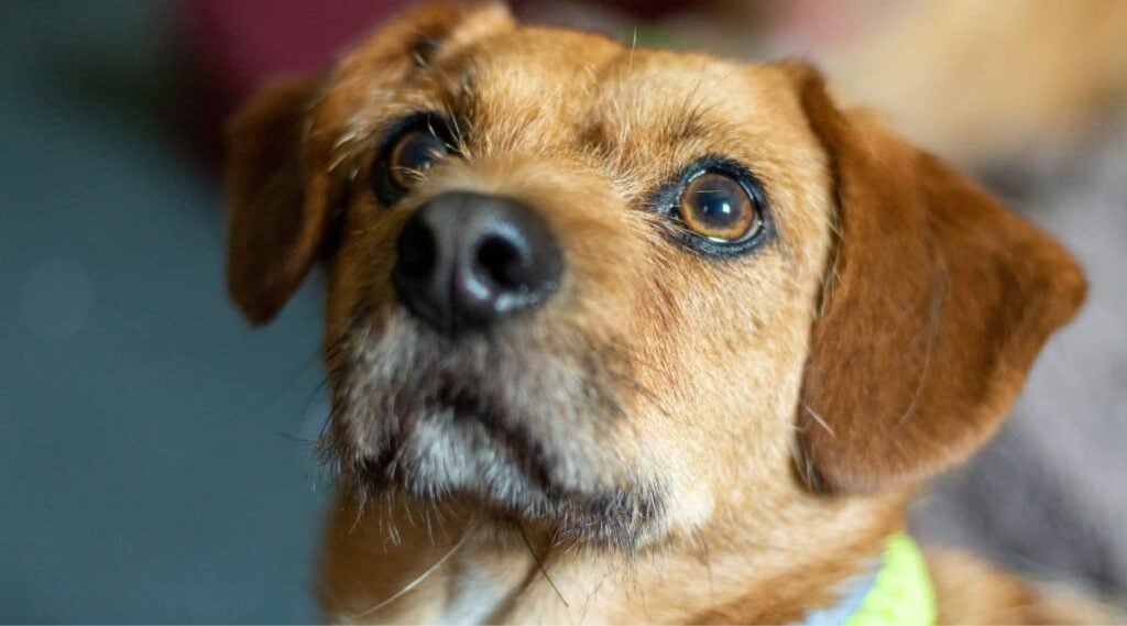 Beagle Maltese Mix