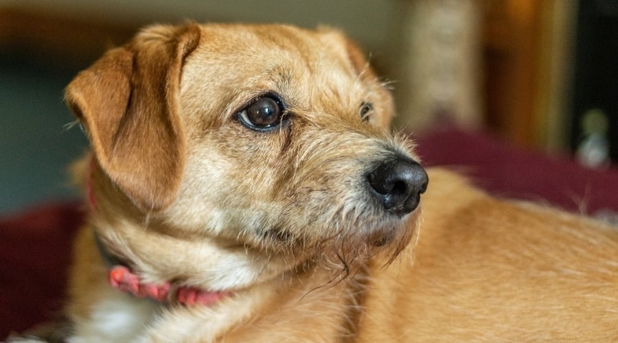 Beagle Maltese Mix