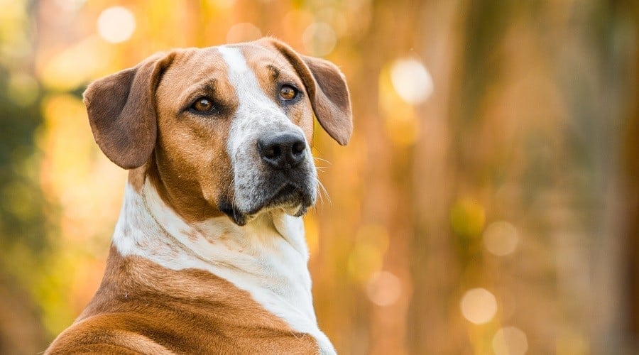 Beagle Pitbull Mix