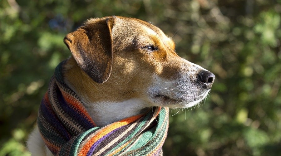 Beagle Pointer Mix