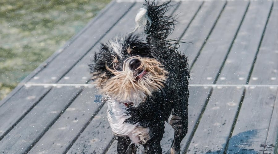 Beagle Poodle mix bathing