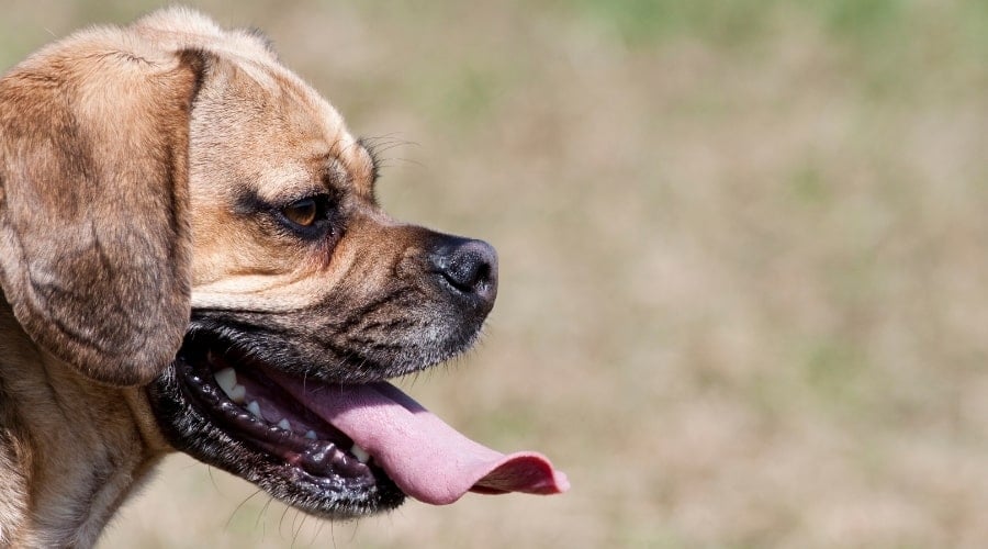 Beagle Pug Mix outdoors