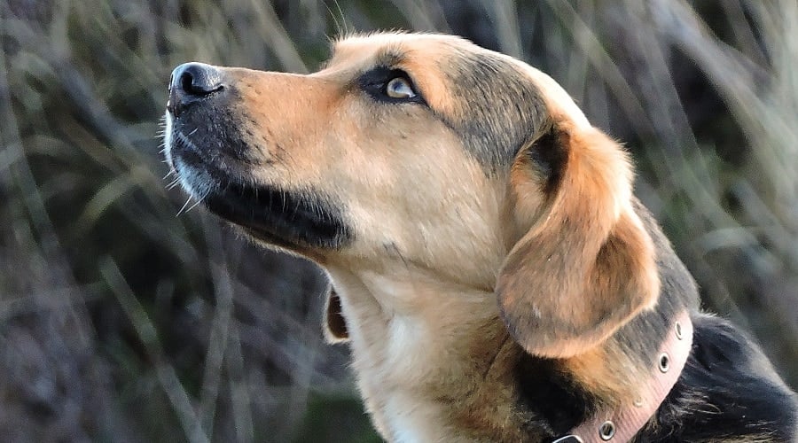 Beagle Shepherd Mix