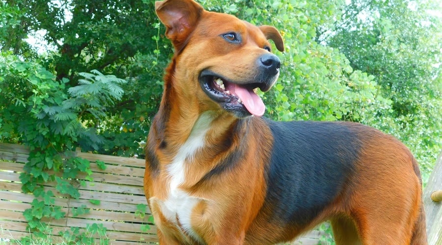 Beagle Shepherd