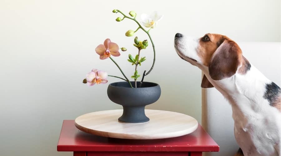 Beagle Sniffing Vase of Flowers