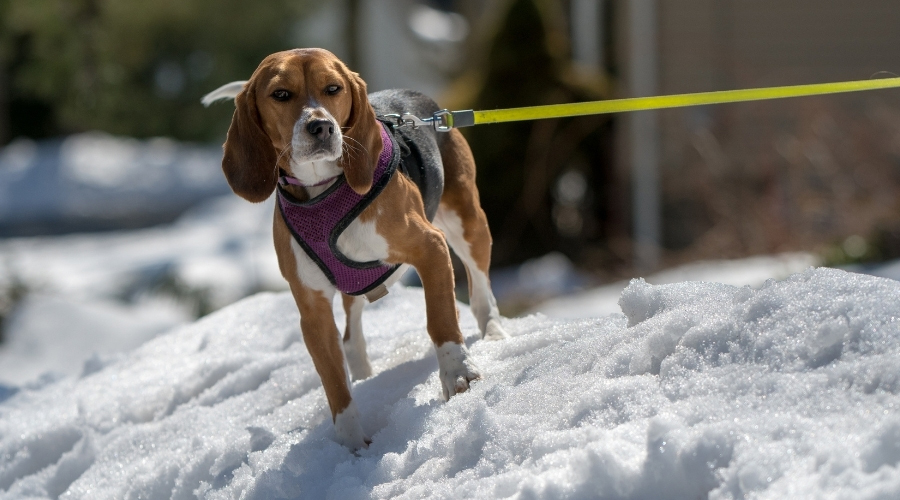 Dog Walking on Leash in Snow