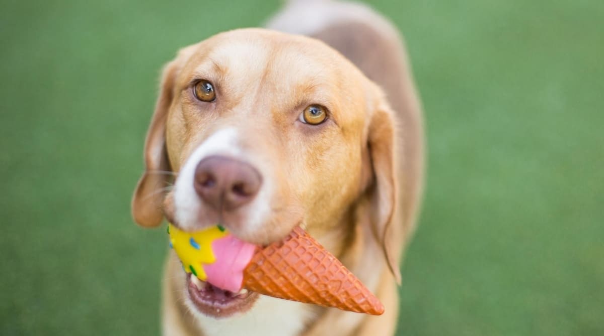 Beagle Weimaraner mix.