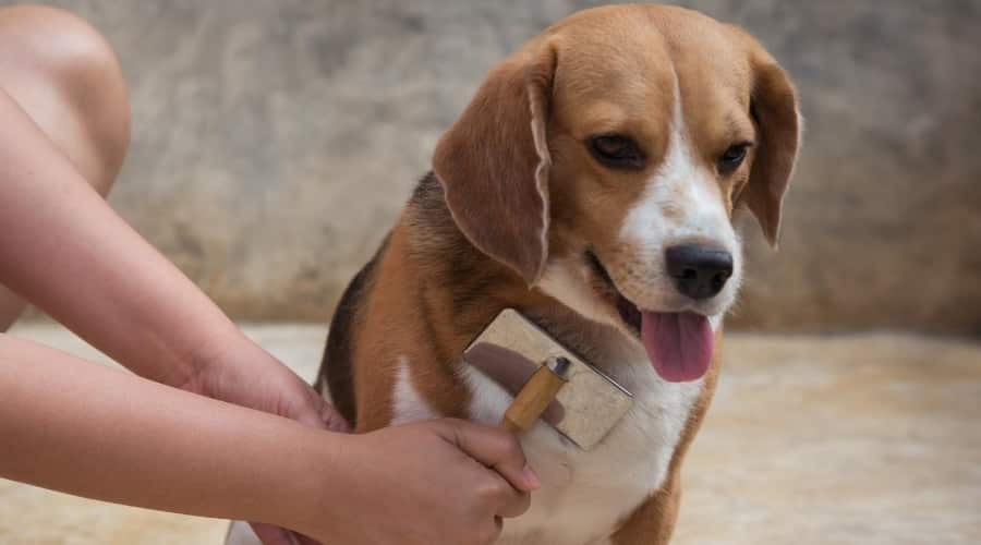 Beagle being deshedded