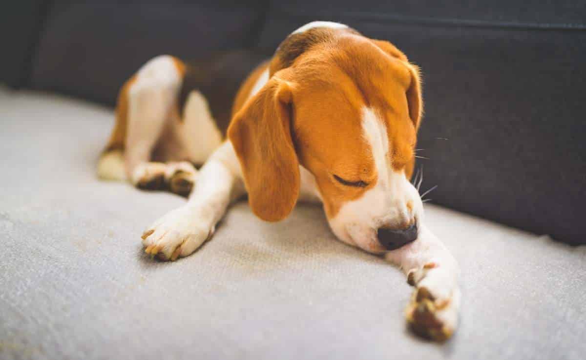 Beagle dog biting his itching skin on legs