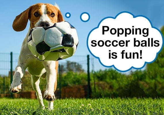 Beagle dog carrying soccer ball in mouth that has popped and deflated because of bite