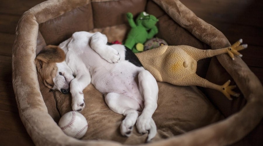 Beagle in Small Bed