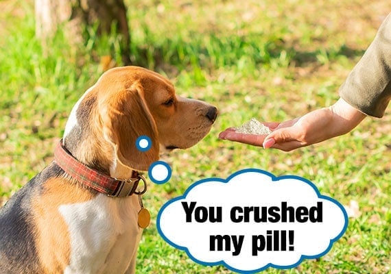 Beagle looking at medicine pill that has been crushed into a fine powder.