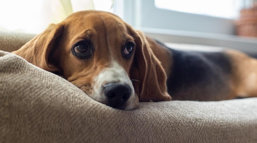 Beagle on Mattress Type Bed