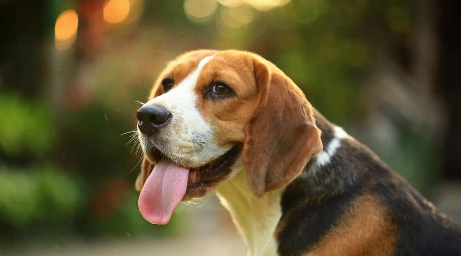 Beagle out in Field