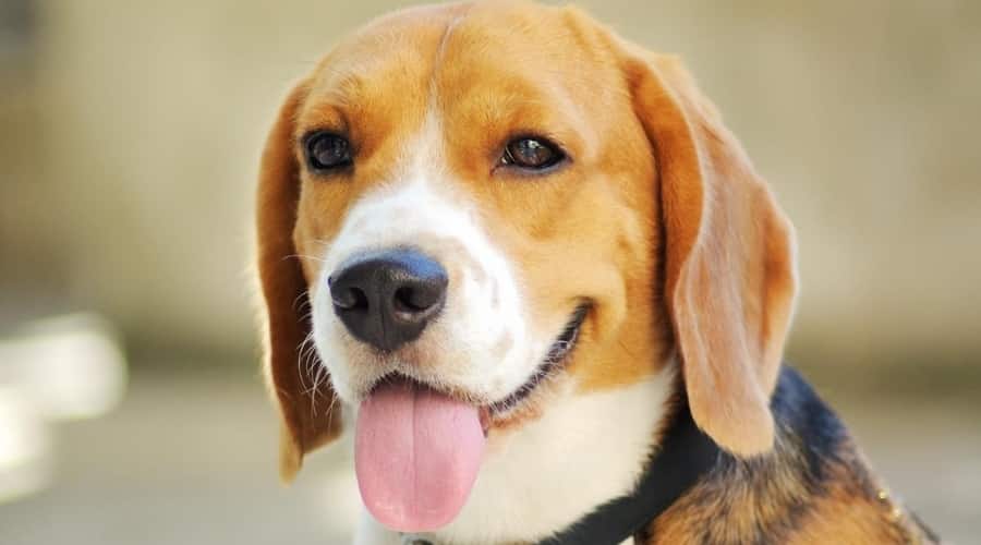 Beagle outdoors