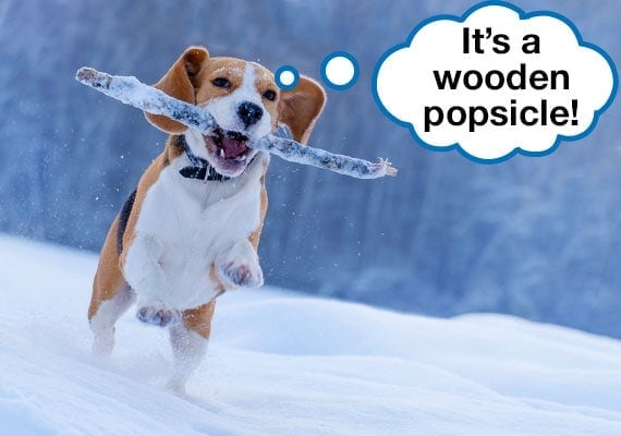 Beagle playing in snow with a stick that is covered in ice