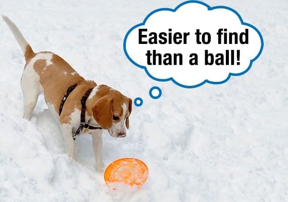 Beagle playing with orange plastic Frisbee in the snow