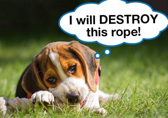 Beagle puppy gnawing on rope with his teeth using it as a chew toy