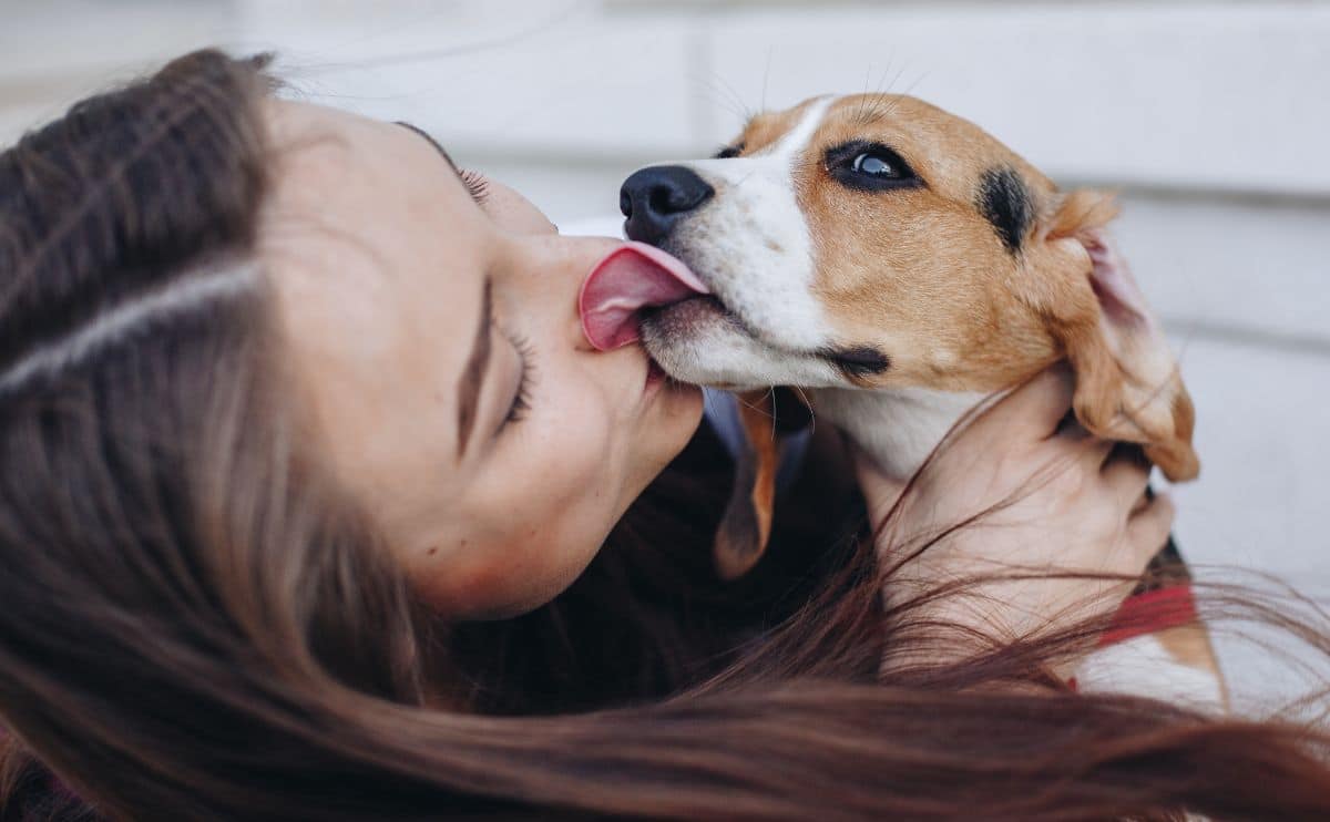 Beagle puppy licking with tongue young brunette girl outdoors