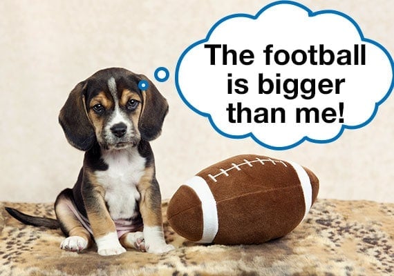 Beagle puppy sitting next to plush football that is bigger than him