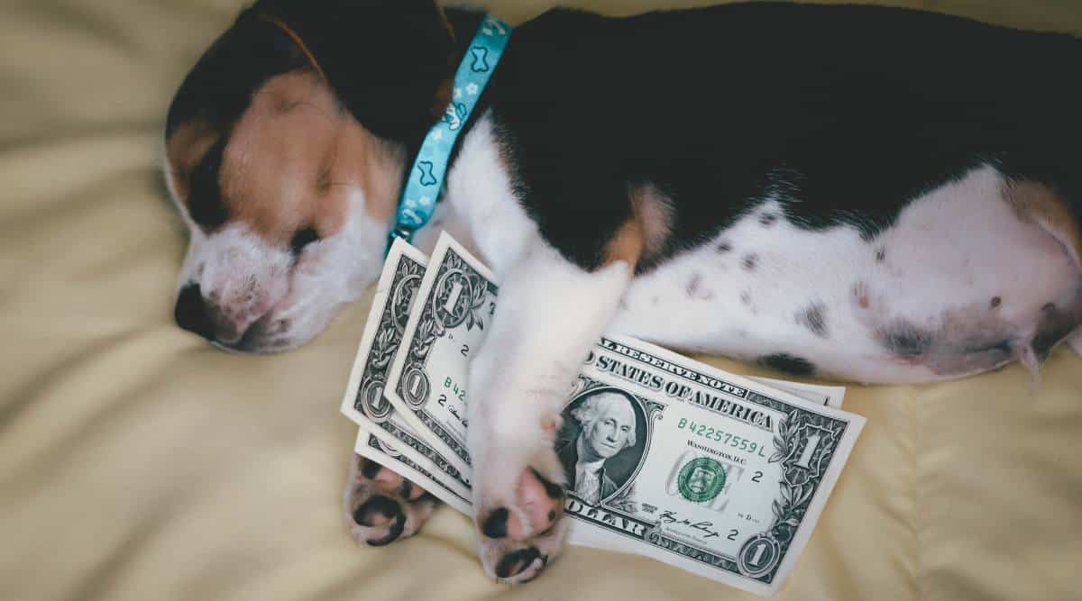 Beagle puppy sleeping laying next to money on bed.