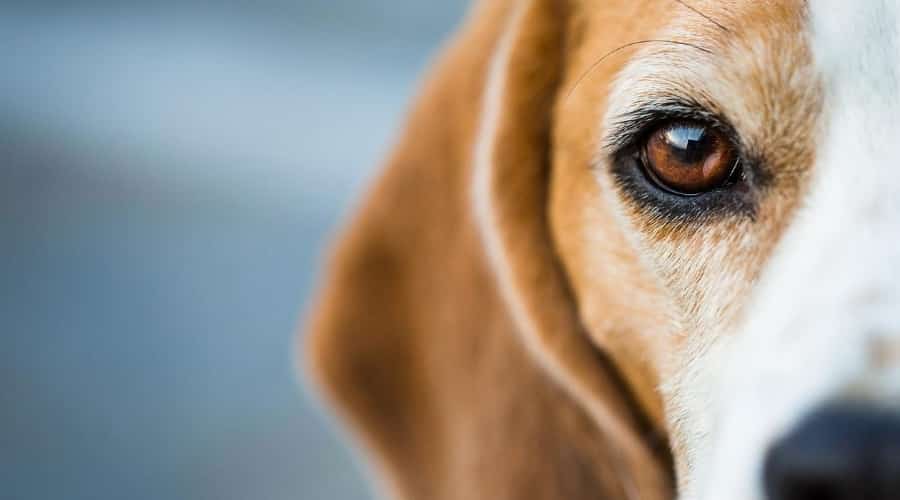Beagle shedding coat outside