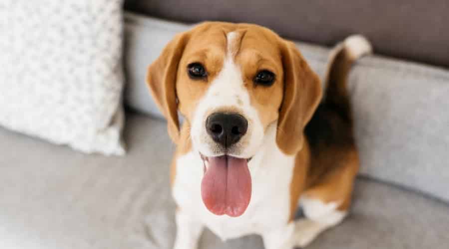 Beagle shedding on couch