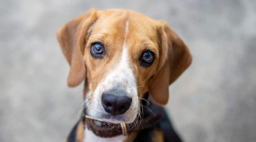 A Beagle staring at the camera.