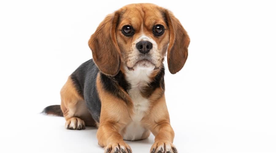 Beaglier puppy sitting