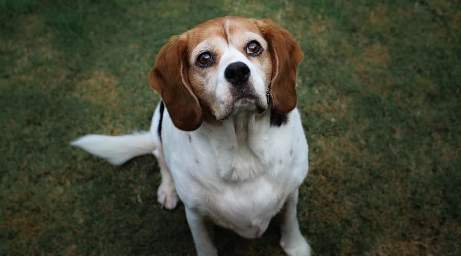 Beaglier Mix