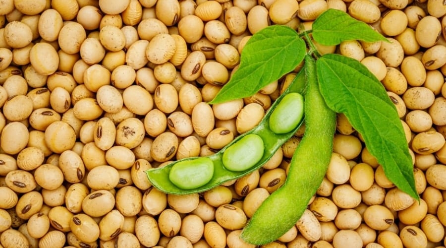 Beans From Soy Plant