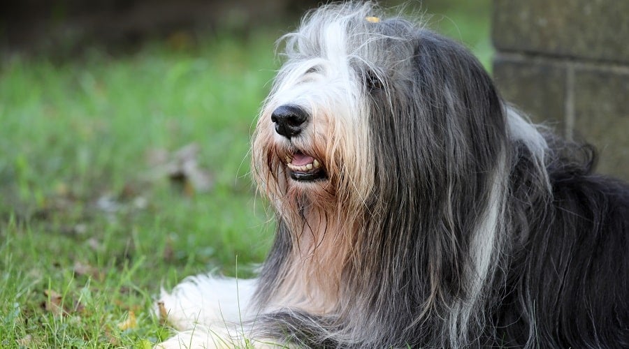 Bearded collie
