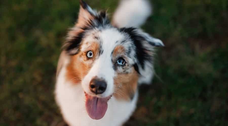 Beatiful Aussie with Blue Merle Coat