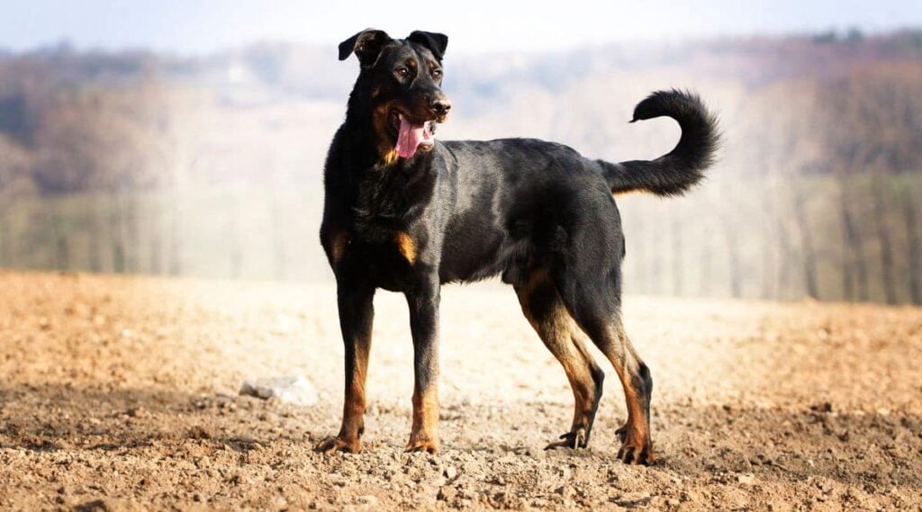 Beauceron dog standing in a field with tongue out