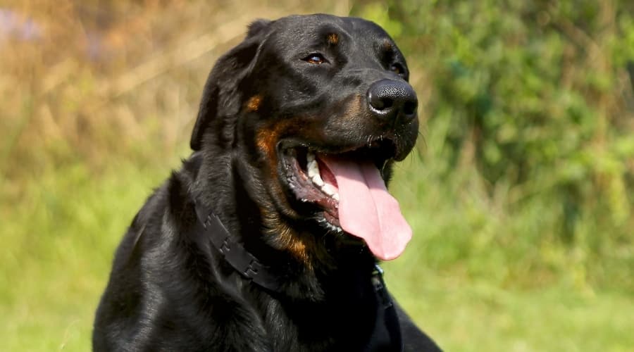 Beauceron Dog Outdoors