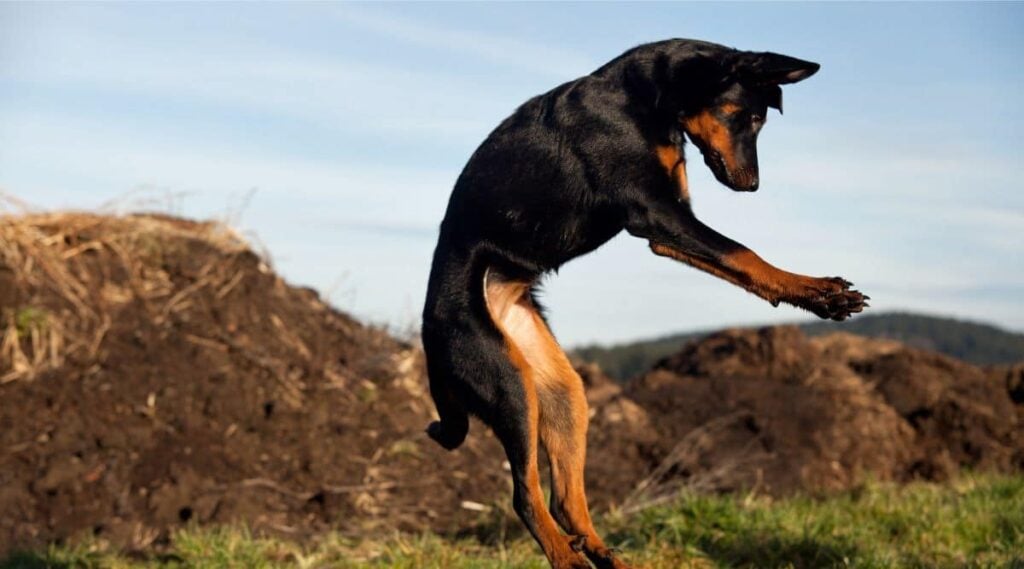Beauceron jumping in the air