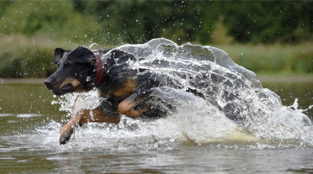 Beauceron jumping in water