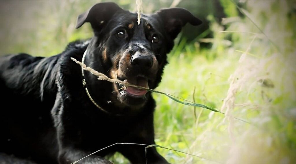 Beauceron eating grass