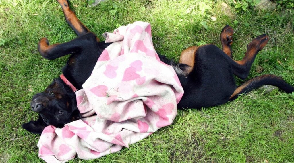 Beauceron dog laying in the grass with a blanket on his back