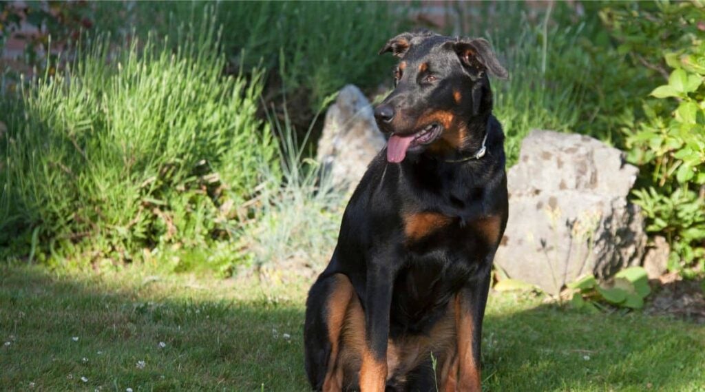 Beauceron sitting in the grass looking to the left