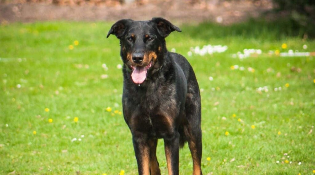 Beauceron standing in the grass