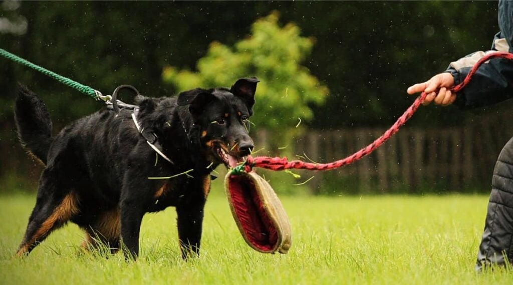 Beauceron on a leash chasing toy on a rope