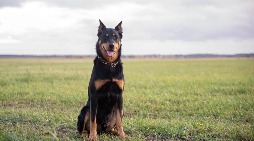 Beauceron sitting in the grass