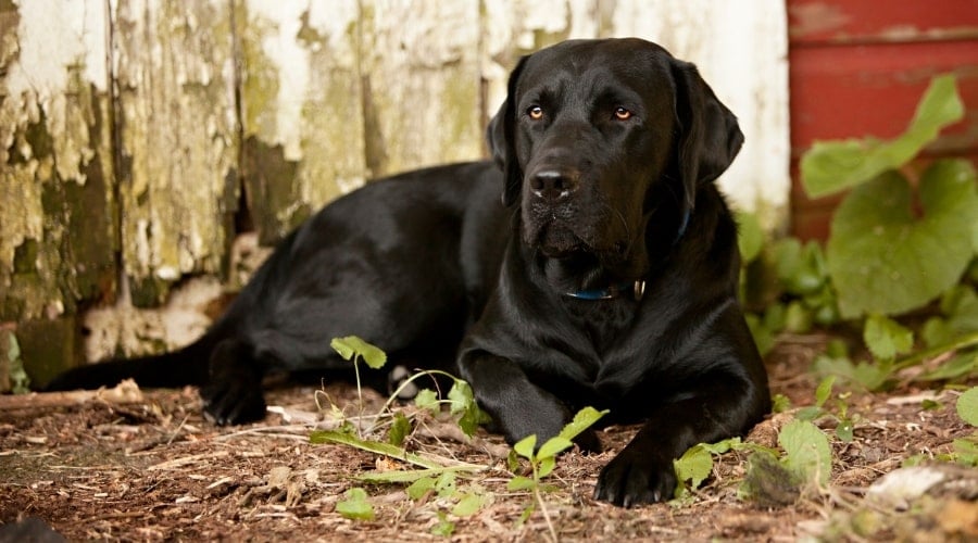 Beautiful Black Dog Laying on the Ground