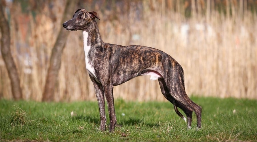 Beautiful Brindle Dog Outdoors