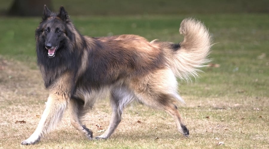 Beautiful Brown and Black Dog Walking Outside